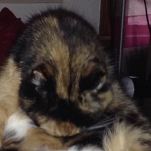 Meet your Posher, Josh